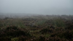 Moorland Ghost