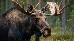 Moose in Östersund Forest