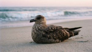 Morning Beach Skua