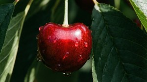 Morning Dew Cherry
