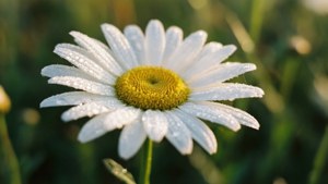 Morning Dew Daisy