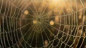 Morning Dew Glint