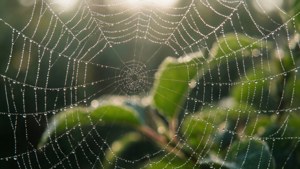 Morning Dew Glint