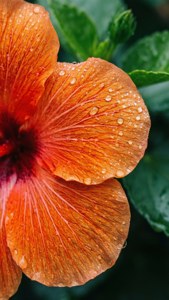 Morning Dew Hibiscus