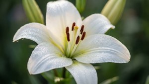 Morning Dew Lily