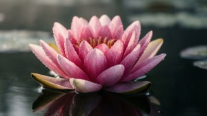 Morning Dew on Pink Lily