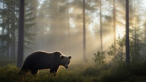 Morning Mist Bear