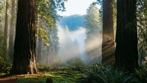 Morning Mist Forest