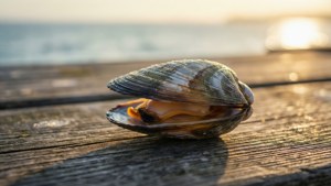 Morning Mussel on Dock