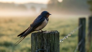Morning Perch Swallow