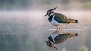 Morning Reflection Lapwing