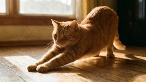 Morning Stretch