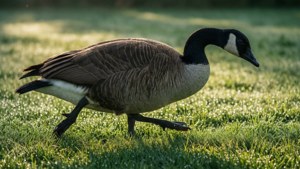Morning Waddle