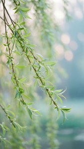 Morning Willow Sway