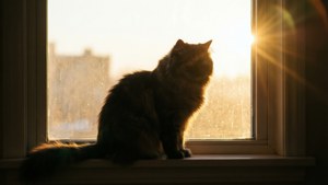 Morning Window Silhouette