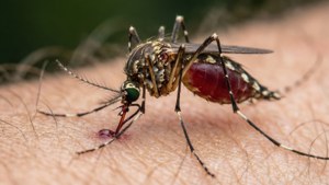 Mosquito Feast