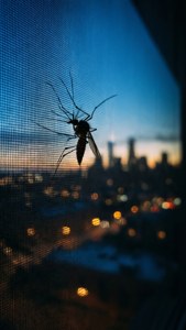Mosquito on Screen at Dusk