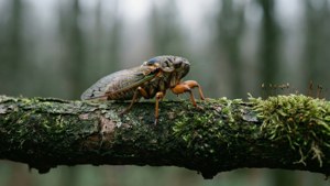 Mossy Branch
