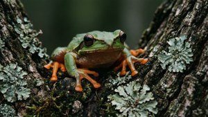 Mossy Camouflage