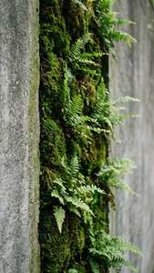 Mossy Concrete Garden