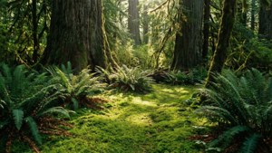Mossy Forest Floor