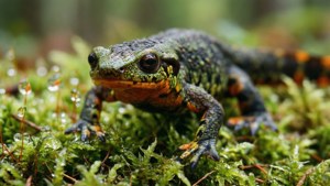 Mossy Newt Macro