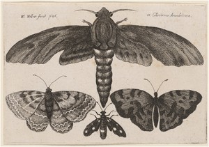 Moth and Three Butterflies