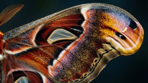 Moth Wing Abstract