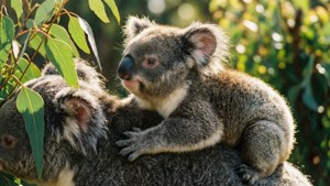 Mother and Baby