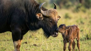 Mother and Calf