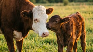 Mother and Calf Cow