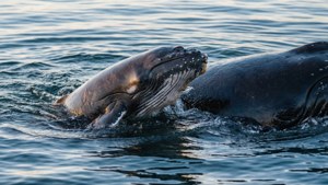 Mother and Calf