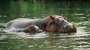 Mother and Calf Hippo