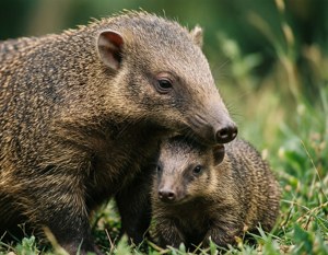 Mother and Cub