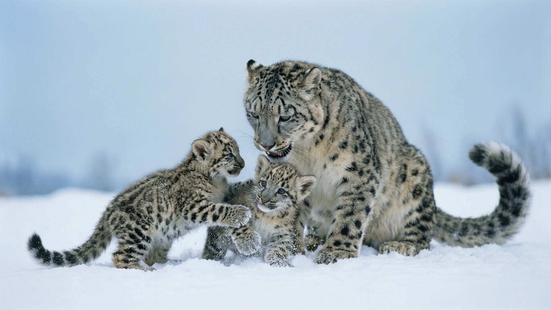 Mother and Cubs Play by Wallpapers.art Studio