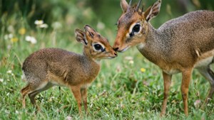 Mother and Fawn