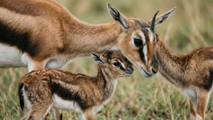 Mother and Fawn