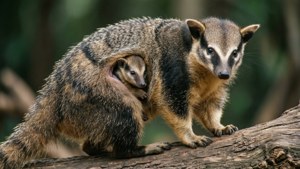 Mother and Joey