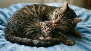 Mother and Kitten