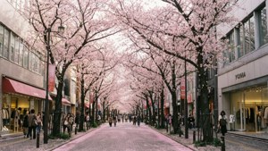 Motomachi Cherry Blossoms