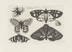 Motten, vlinders en een hommel