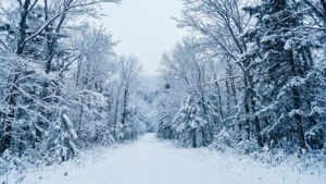 Mount Greylock Winter Trail