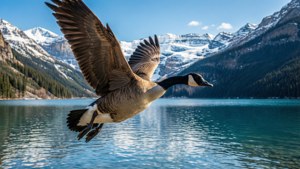 Mountain Flight