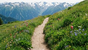 Mountain Path Wildflowers