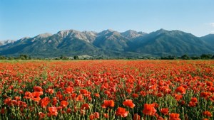 Mountain Poppy Vista
