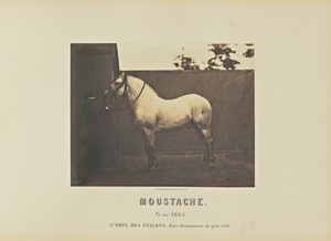 Moustache
