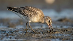 Mudflat Forager