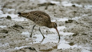 Mudflat Forager