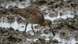 Mudflat Forager