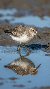 Mudflat Mirror Whimbrel